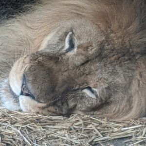 Meet your Posher, Shannon